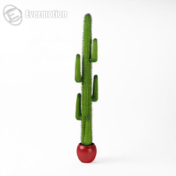 مدل سه بعدی کاکتوس - دانلود مدل سه بعدی کاکتوس - آبجکت سه بعدی کاکتوس - دانلود مدل سه بعدی fbx - دانلود مدل سه بعدی obj -Cactus 3d model free download  - Cactus 3d Object - Cactus OBJ 3d models - Cactus FBX 3d Models - 